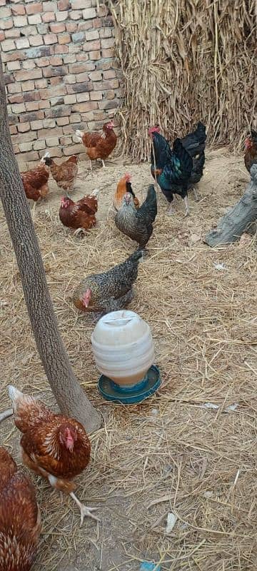 Desi eggs laying hens 3