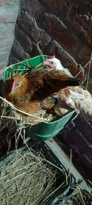 Desi eggs laying hens 4