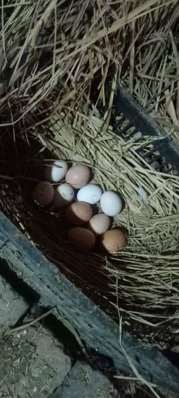 Desi eggs laying hens 6