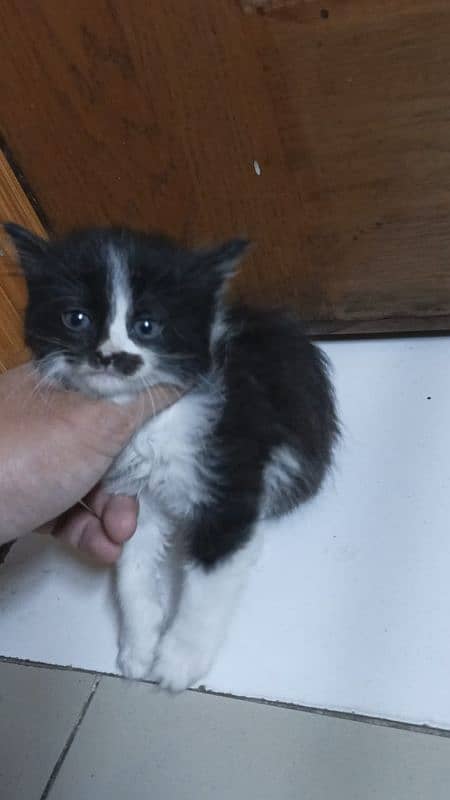 persian kitten 2