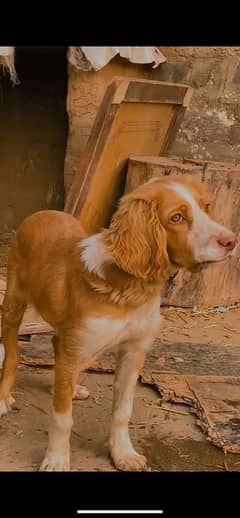 English Pointer for sale