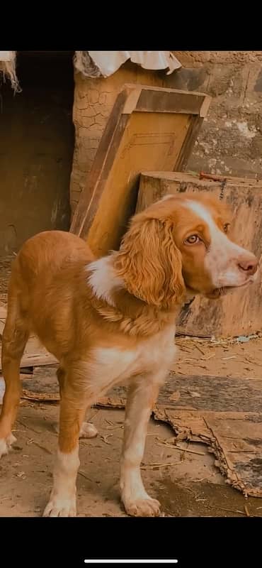 English Pointer for sale 0