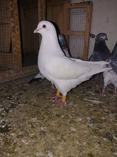 beautiful and healthy pigeon for sale