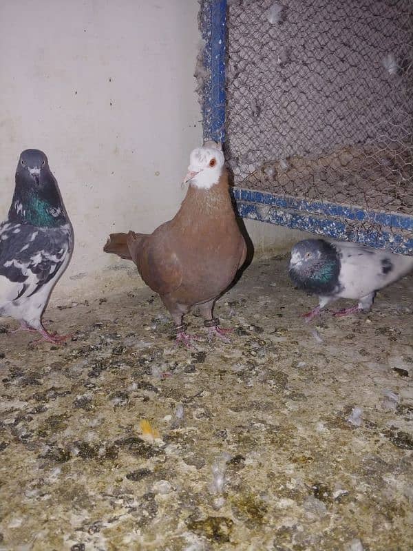 beautiful and healthy pigeon for sale 1