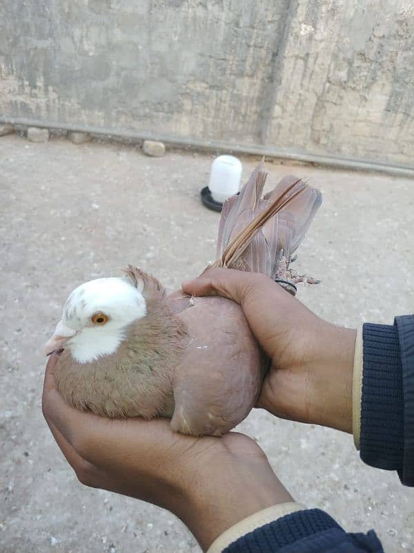 beautiful and healthy pigeon for sale 2