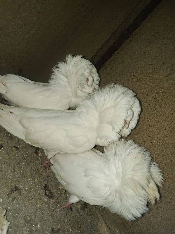 jacobin pigeon german breed 0