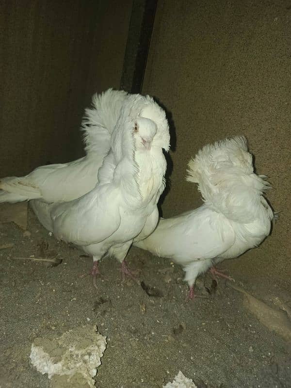 jacobin pigeon german breed 1