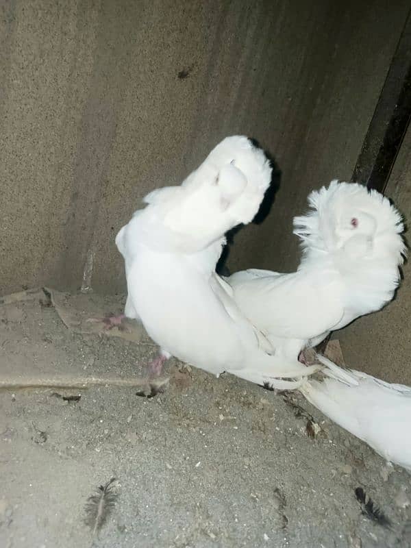 jacobin pigeon german breed 4