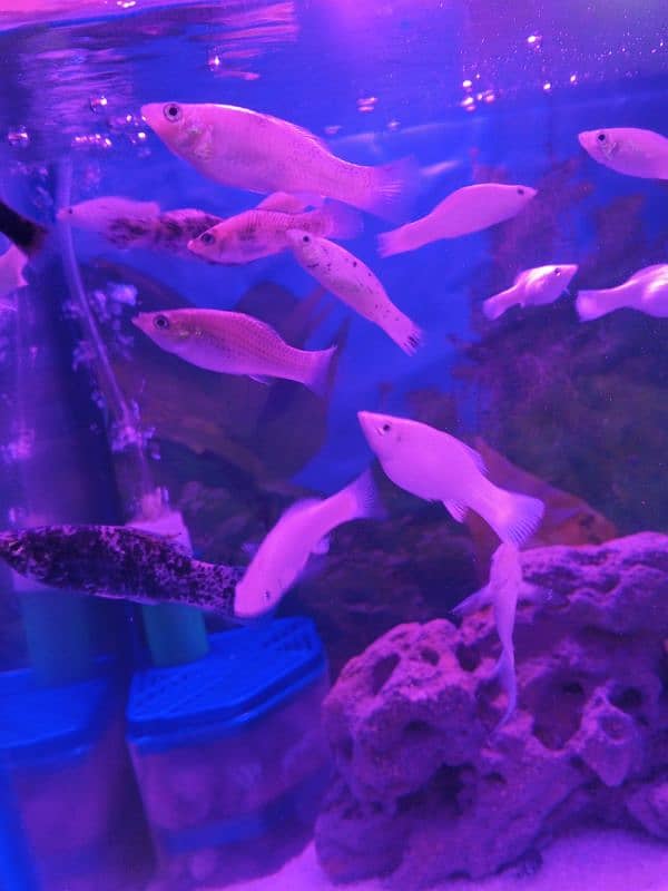 milky white moully fish 3