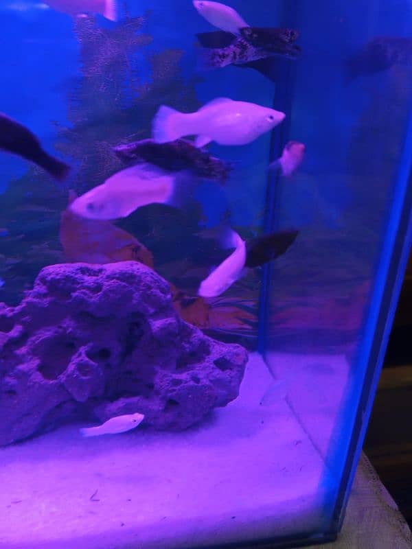 milky white moully fish 4