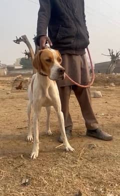 English pointer pedigree