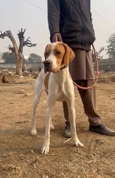 English pointer pedigree 1