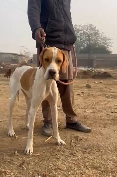 English pointer pedigree 2