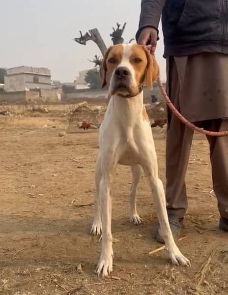 English pointer pedigree 3