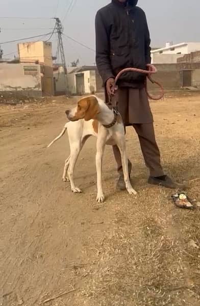 English pointer pedigree 4