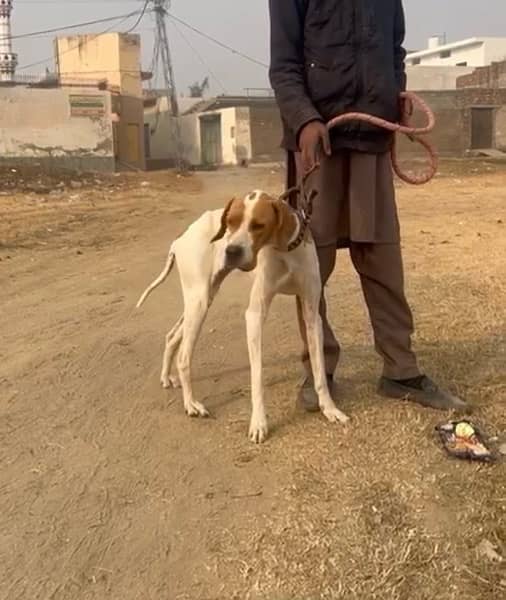 English pointer pedigree 5