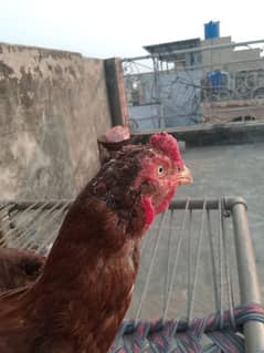 breading aseel murga quality apky samny ha  contect number 03296905488