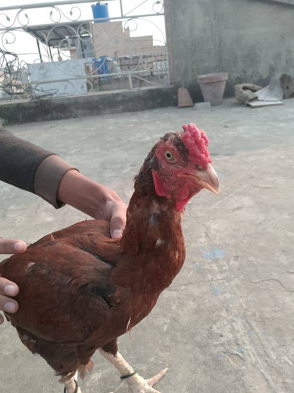 breading aseel murga quality apky samny ha  contect number 03296905488 5