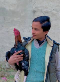 Aseel Rooster 4 sale