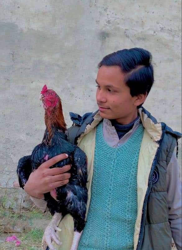 Aseel Rooster 4 sale 0