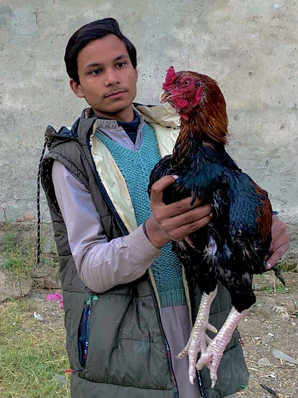 Aseel Rooster 4 sale 1