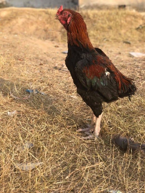 Aseel Rooster 4 sale 3