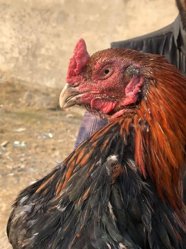 Aseel Rooster 4 sale 4