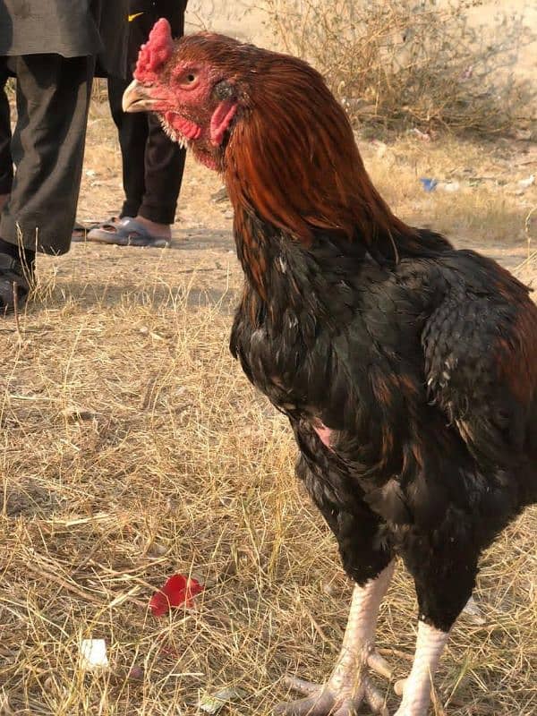 Aseel Rooster 4 sale 5