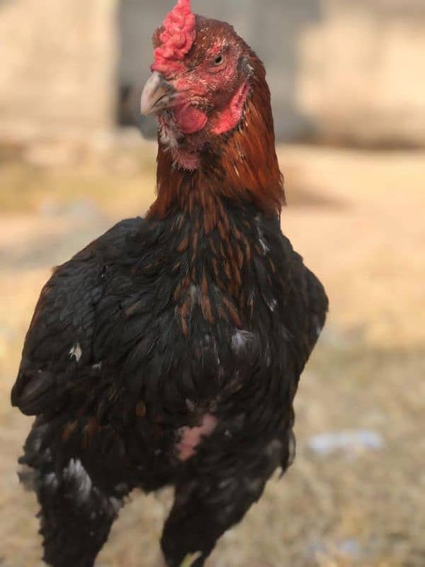 Aseel Rooster 4 sale 6