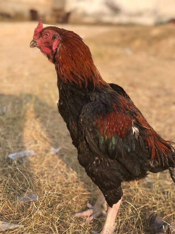 Aseel Rooster 4 sale 7