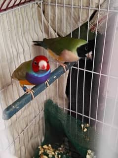 Gouldian common breeding pair and more breeds