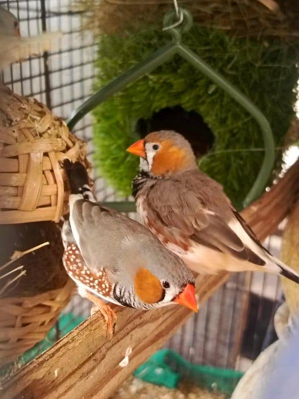 Gouldian common breeding pair and more breeds 15