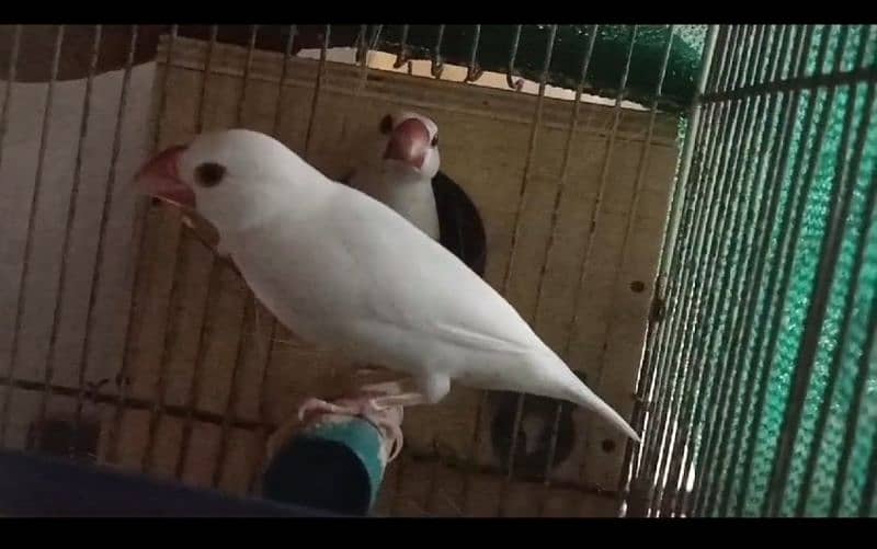 Gouldian common breeding pair and more breeds 16