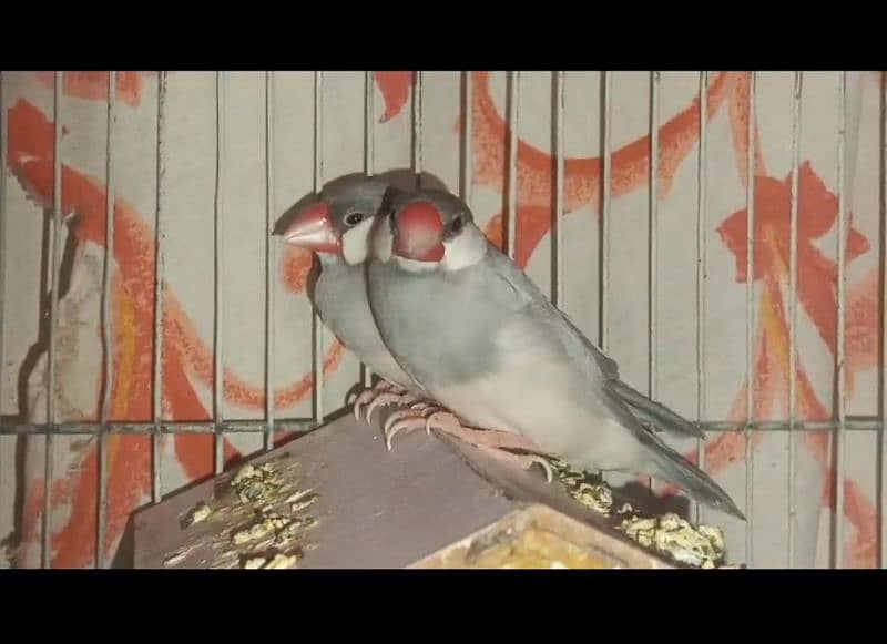 Gouldian common breeding pair and more breeds 17