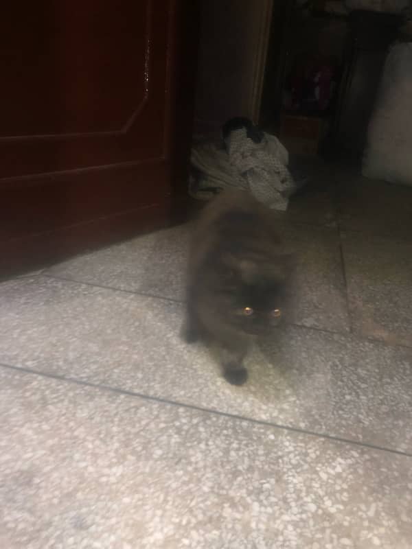 Persian cat 4