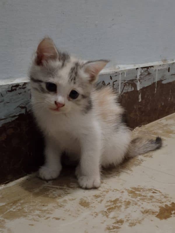 semi-persion pair kitten Whatsapp num 03278461744 0