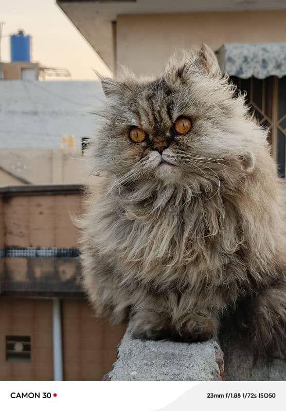 Female persian cat 0