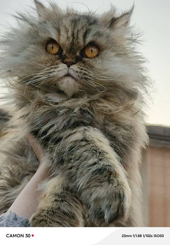 Female persian cat 1