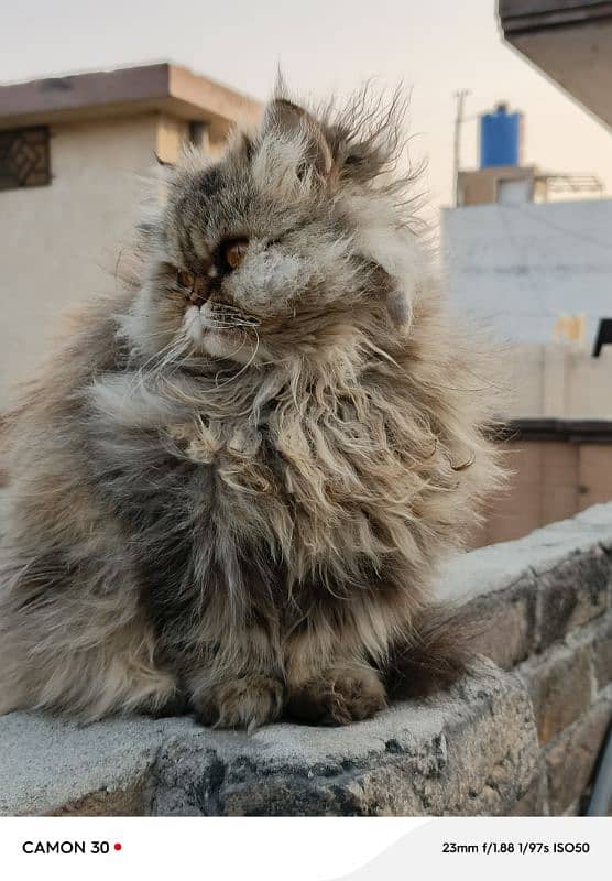 Female persian cat 2