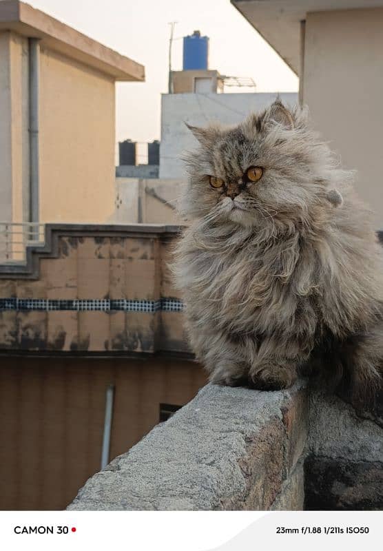 Female persian cat 3