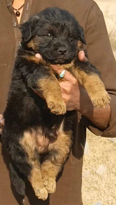 German shepherd puppies 1