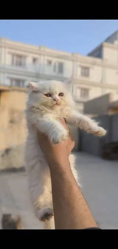 Persian kittens for sale