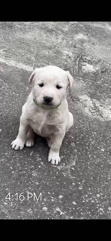 Labrador Puppy 0