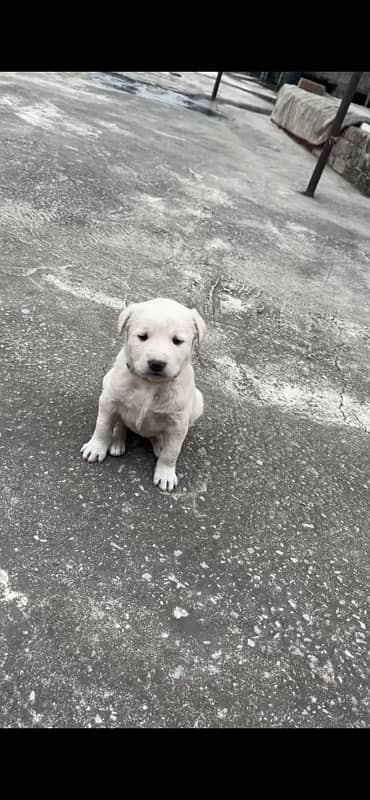 Labrador Puppy 1