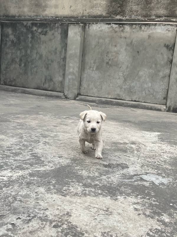 Labrador Puppy 2