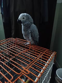 African Grey / African Parrots /  african grey  / parrot