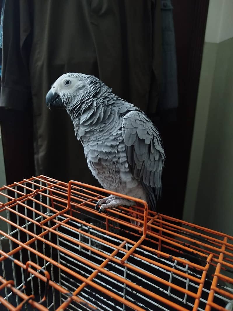 African Grey / African Parrots /  african grey  / parrot 2