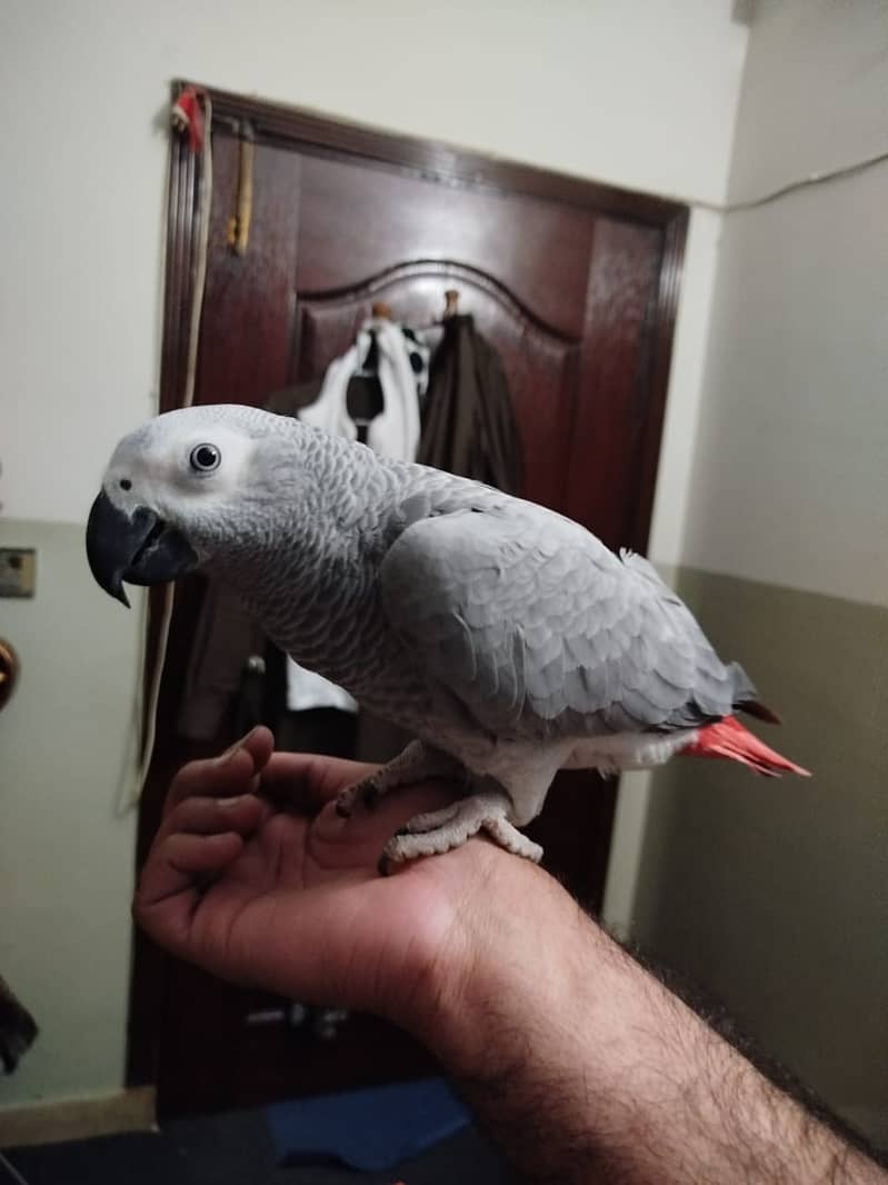 African Grey / African Parrots /  african grey  / parrot 4