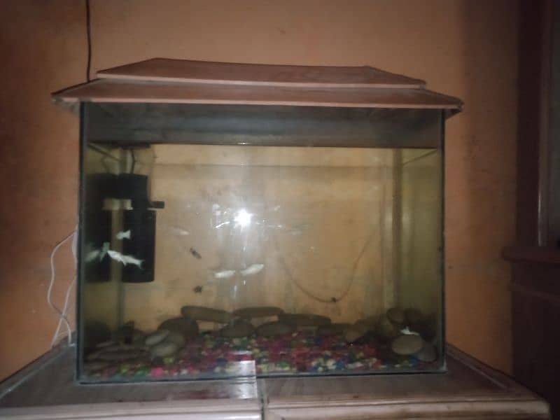 aquarium for sale with fishes stone filter Air pump colour full stone 2