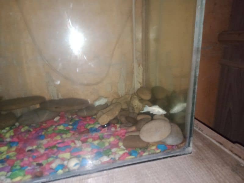 aquarium for sale with fishes stone filter Air pump colour full stone 3